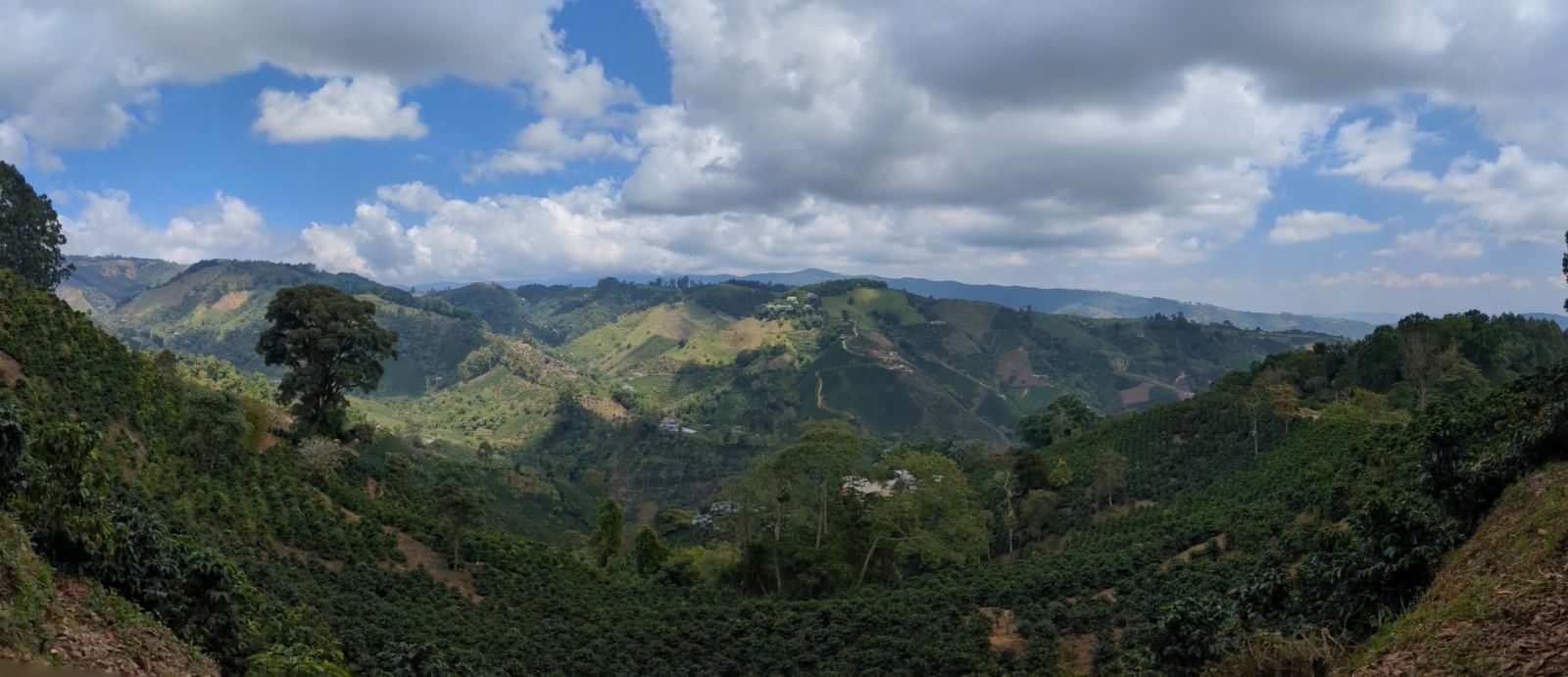 Montañas cafeteras de Colombia donde se cultiva el café Luisa Coffee