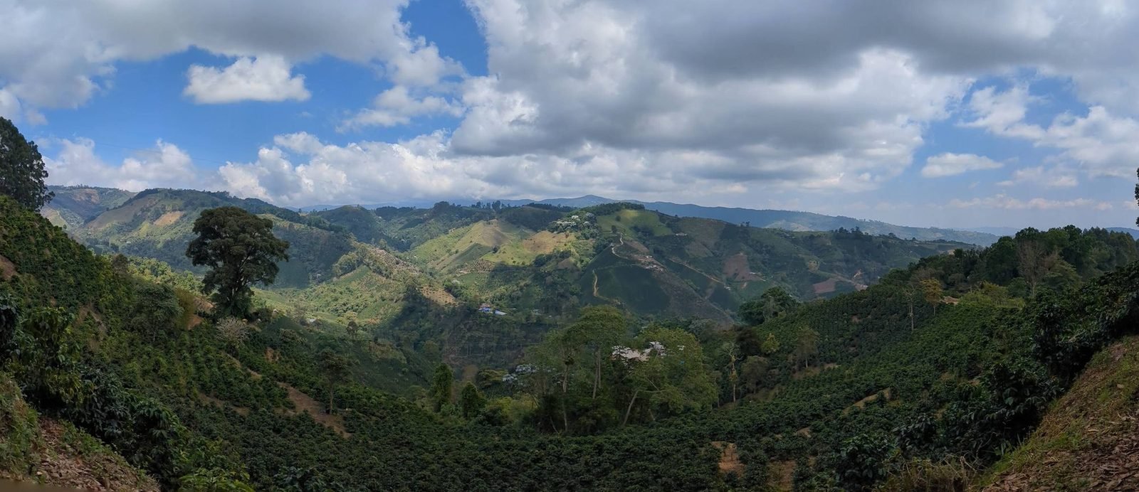 Paisaje de las montañas cafeteras de Colombia — Luisa Coffee